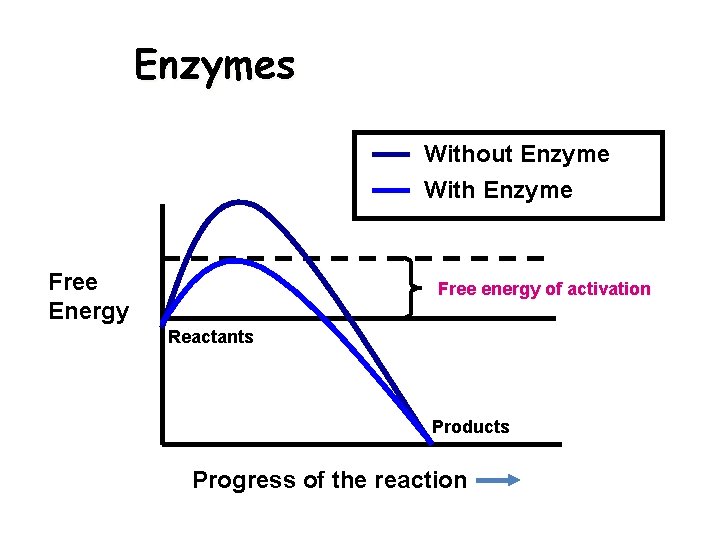 Enzymes Without Enzyme With Enzyme Free Energy Free energy of activation Reactants Products Progress
