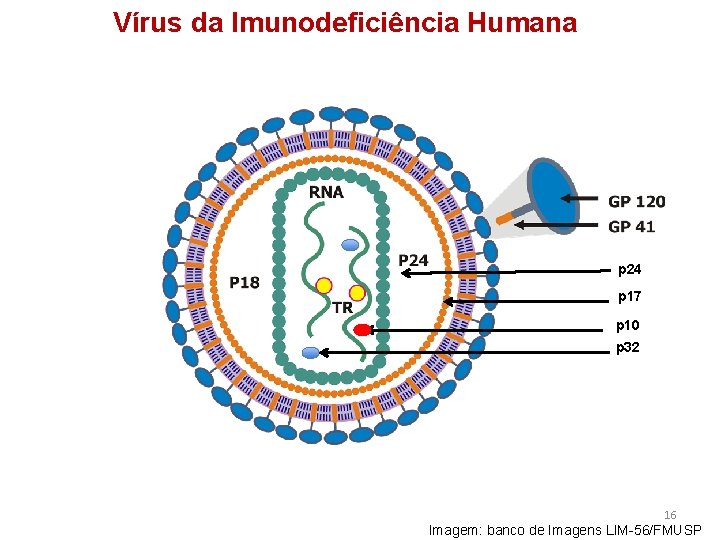 Vírus da Imunodeficiência Humana p 24 p 17 p 10 p 32 16 Imagem: