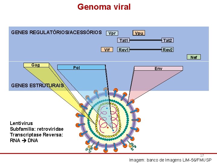 Genoma viral GENES REGULATÓRIOS/ACESSÓRIOS Vpr Vif Vpu Tat 1 Tat 2 Rev 1 Rev