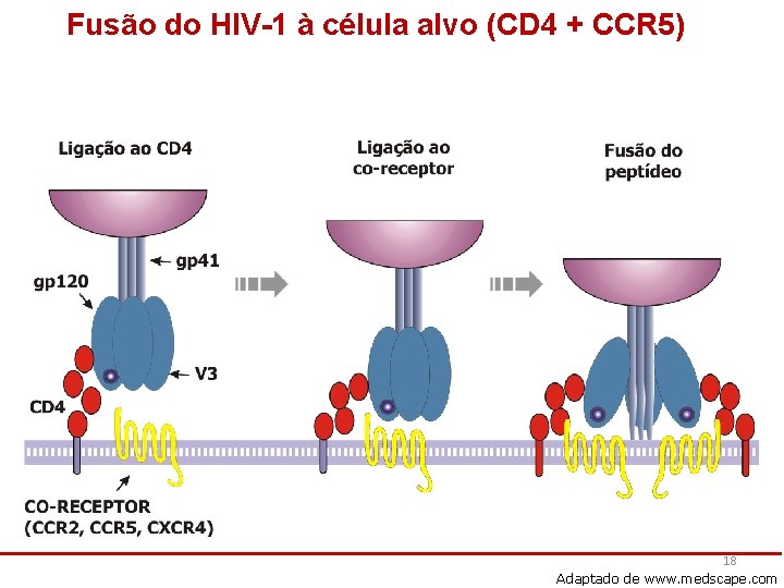 Fusão do HIV-1 à célula alvo (CD 4 + CCR 5) 18 Adaptado de