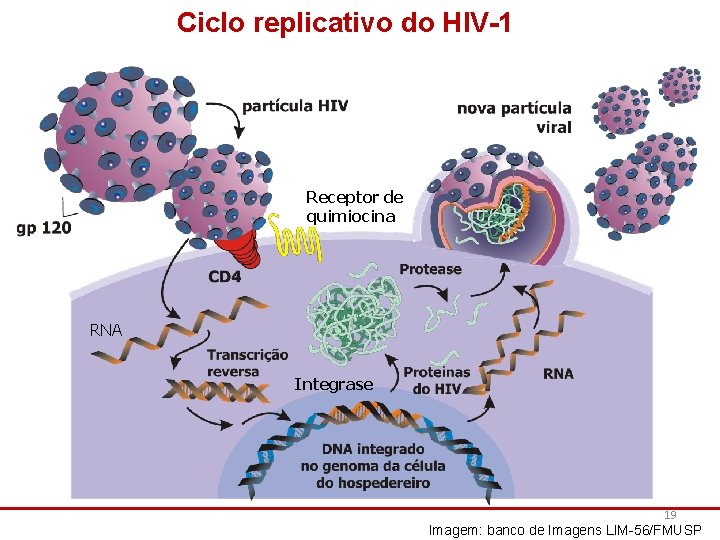 Ciclo replicativo do HIV-1 Receptor de quimiocina RNA Integrase 19 Imagem: banco de Imagens