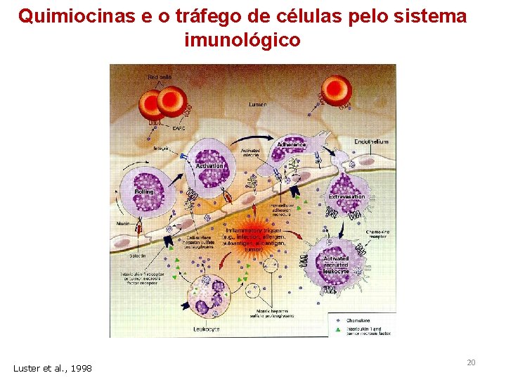 Quimiocinas e o tráfego de células pelo sistema imunológico Luster et al. , 1998