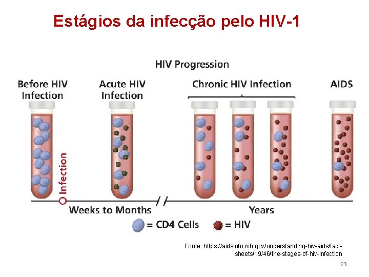 Estágios da infecção pelo HIV-1 Fonte: https: //aidsinfo. nih. gov/understanding-hiv-aids/factsheets/19/46/the-stages-of-hiv-infection 23 