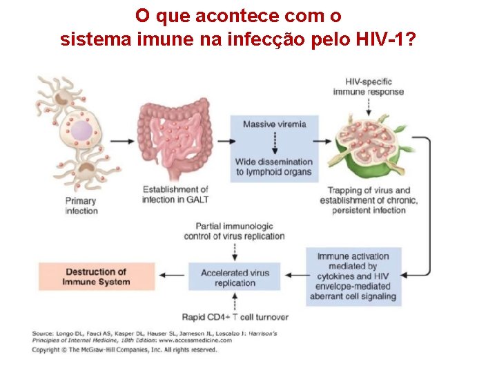 O que acontece com o sistema imune na infecção pelo HIV-1? 24 