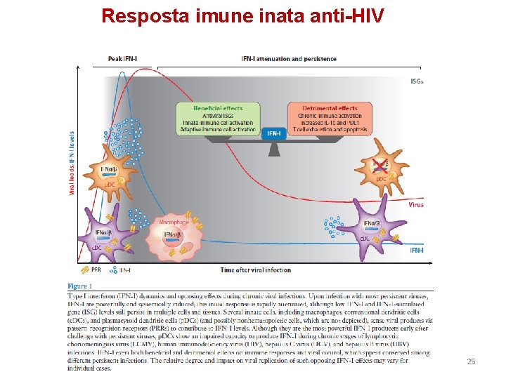Resposta imune inata anti-HIV 25 