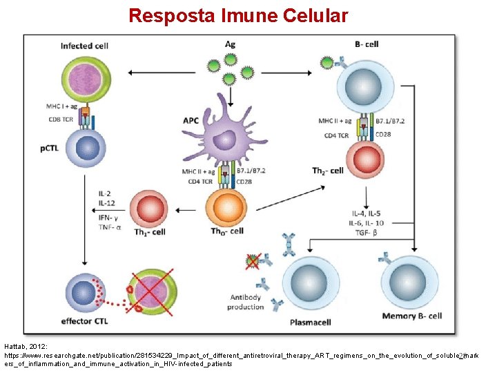 Resposta Imune Celular Hattab, 2012: https: //www. researchgate. net/publication/281534229_Impact_of_different_antiretroviral_therapy_ART_regimens_on_the_evolution_of_soluble_mark 28 ers_of_inflammation_and_immune_activation_in_HIV-infected_patients 