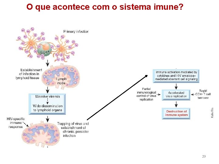 O que acontece com o sistema imune? 29 