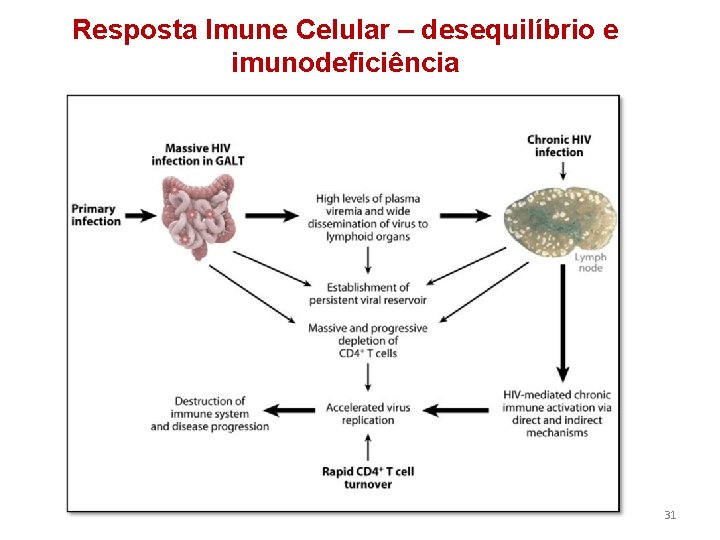 Resposta Imune Celular – desequilíbrio e imunodeficiência 31 