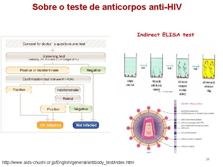 Sobre o teste de anticorpos anti-HIV http: //www. aids-chushi. or. jp/English/general/antibody_test/index. html 34 