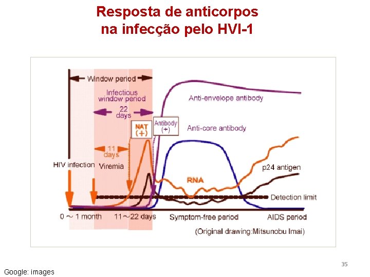 Resposta de anticorpos na infecção pelo HVI-1 35 Google: images 