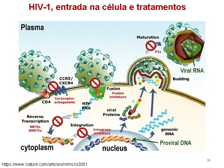 HIV-1, entrada na célula e tratamentos https: //www. nature. com/articles/nrmicro 3351 36 