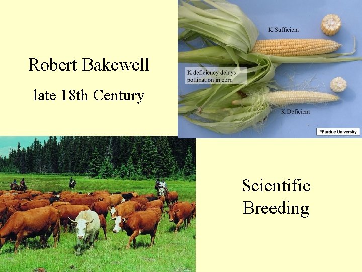 Robert Bakewell late 18 th Century Scientific Breeding 