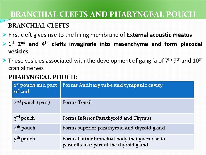 BRANCHIAL CLEFTS AND PHARYNGEAL POUCH BRANCHIAL CLEFTS Ø First cleft gives rise to the
