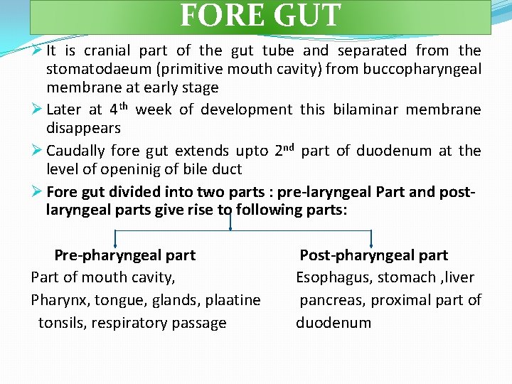 FORE GUT Ø It is cranial part of the gut tube and separated from