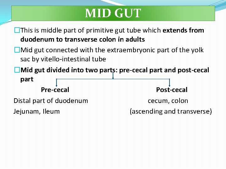 MID GUT �This is middle part of primitive gut tube which extends from duodenum