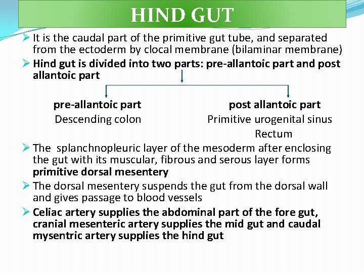 HIND GUT Ø It is the caudal part of the primitive gut tube, and