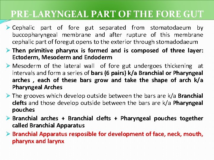 PRE-LARYNGEAL PART OF THE FORE GUT Ø Cephalic part of fore gut separated from