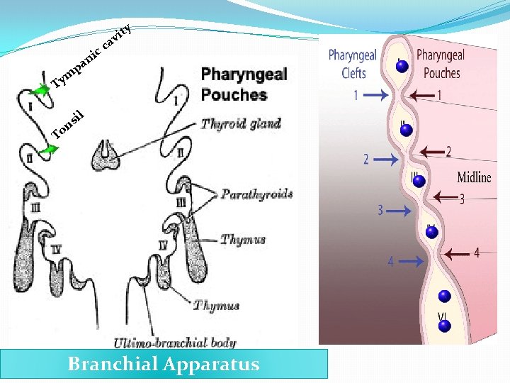 c ni Ty ty c i av pa m l i ns To Branchial