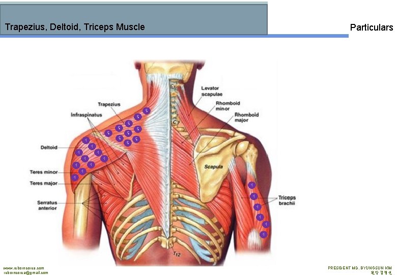 Trapezius, Deltoid, Triceps Muscle www. reborncorea. com reborncorea@gmail. com Particulars PRESIDENT MD. BYUNGSUN KIM