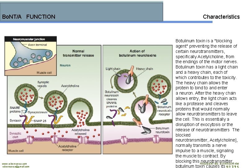 Bo. NT/A FUNCTION www. reborncorea. com reborncorea@gmail. com Characteristics Botulinum toxin is a "blocking