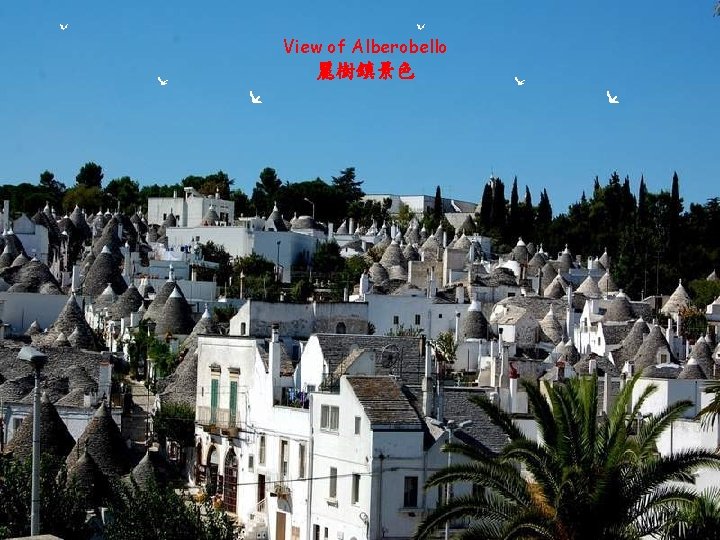 View of Alberobello 麗樹鎮景色 