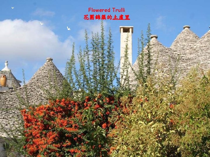 Flowered Trulli 花團錦簇的土盧里 