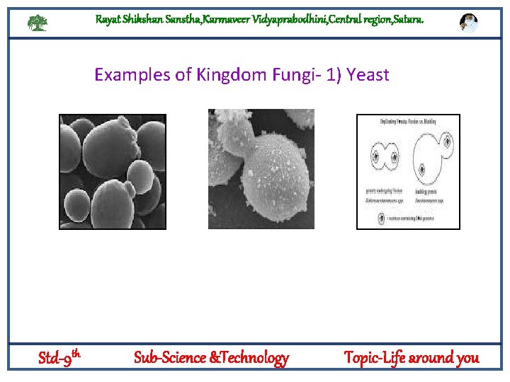 Rayat Shikshan Sanstha, Karmaveer Vidyaprabodhini, Central region, Satara. Examples of Kingdom Fungi- 1) Yeast