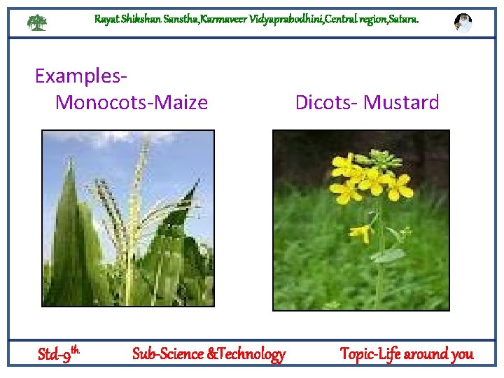 Rayat Shikshan Sanstha, Karmaveer Vidyaprabodhini, Central region, Satara. Examples. Monocots-Maize Dicots- Mustard Logylogyt Std-9