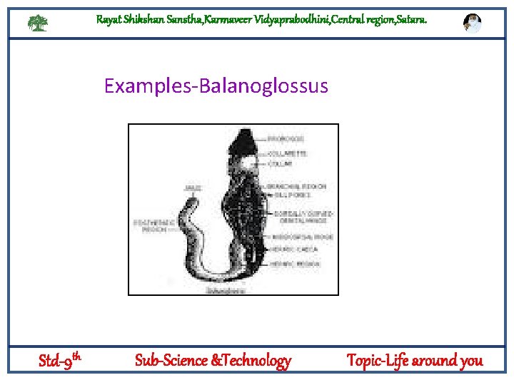 Rayat Shikshan Sanstha, Karmaveer Vidyaprabodhini, Central region, Satara. Examples-Balanoglossus Logylogyt Std-9 th Sub-Science &Technology