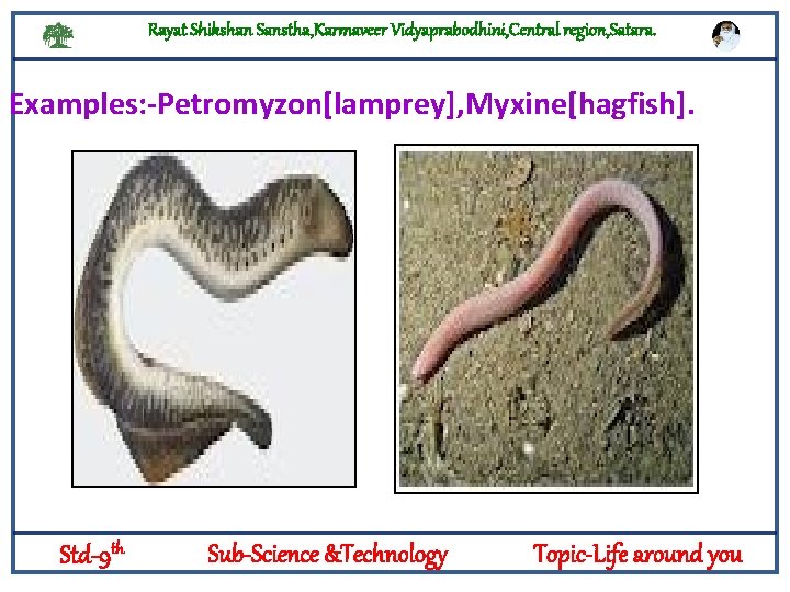 Rayat Shikshan Sanstha, Karmaveer Vidyaprabodhini, Central region, Satara. Examples: -Petromyzon[lamprey], Myxine[hagfish]. Characteristics: These are