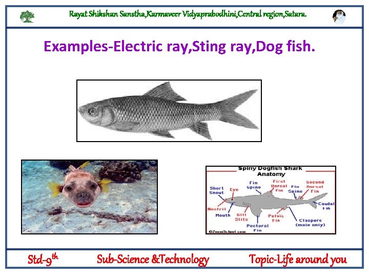 Rayat Shikshan Sanstha, Karmaveer Vidyaprabodhini, Central region, Satara. Examples-Electric ray, Sting ray, Dog fish.