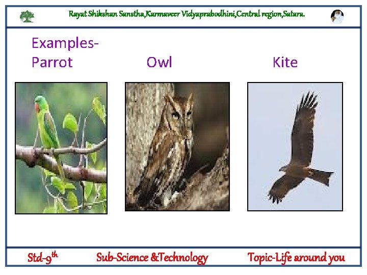 Rayat Shikshan Sanstha, Karmaveer Vidyaprabodhini, Central region, Satara. Examples. Parrot Owl Kite Logylogyt Std-9