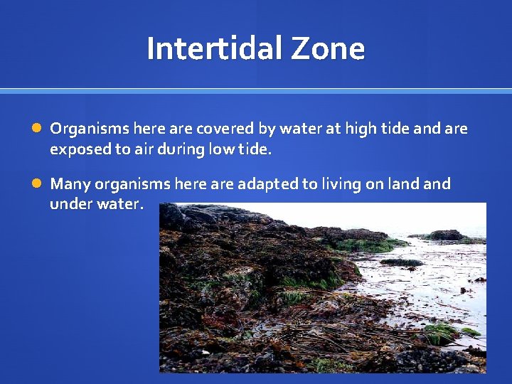 Intertidal Zone Organisms here are covered by water at high tide and are exposed