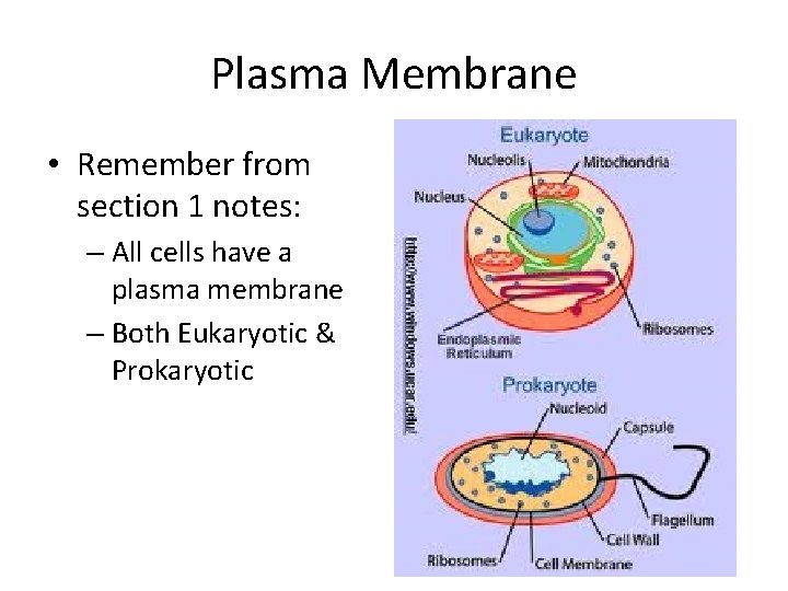 Plasma Membrane • Remember from section 1 notes: – All cells have a plasma