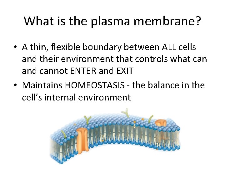 What is the plasma membrane? • A thin, flexible boundary between ALL cells and