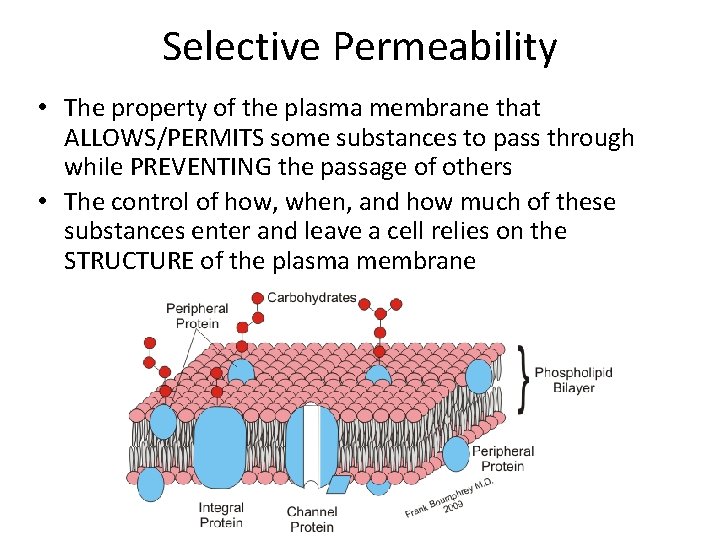 Selective Permeability • The property of the plasma membrane that ALLOWS/PERMITS some substances to