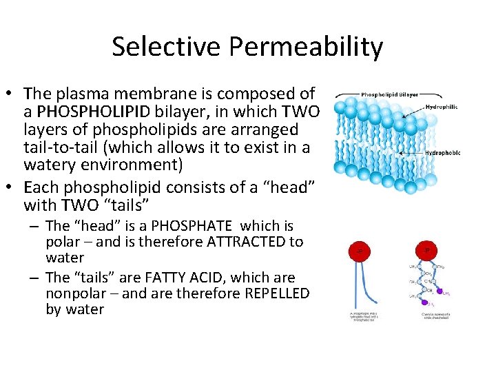 Selective Permeability • The plasma membrane is composed of a PHOSPHOLIPID bilayer, in which