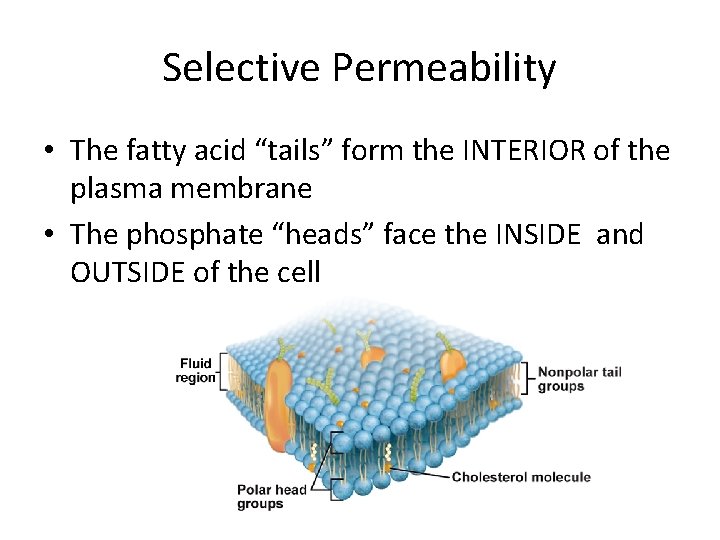 Selective Permeability • The fatty acid “tails” form the INTERIOR of the plasma membrane