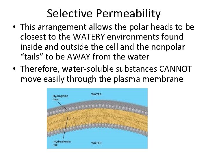 Selective Permeability • This arrangement allows the polar heads to be closest to the