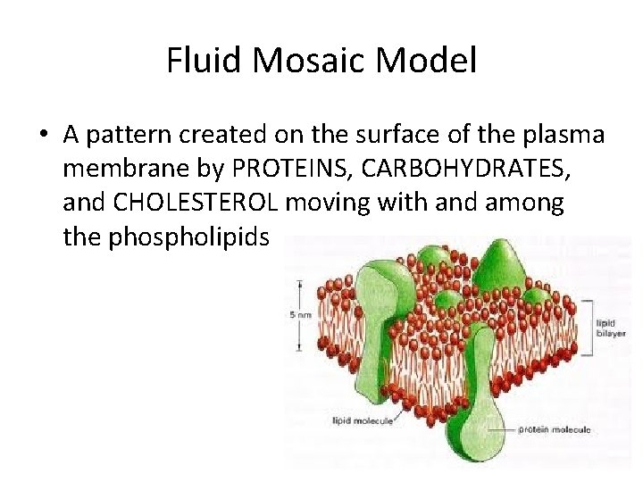 Fluid Mosaic Model • A pattern created on the surface of the plasma membrane