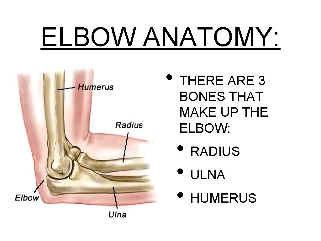 ELBOW ANATOMY: • THERE ARE 3 BONES THAT MAKE UP THE ELBOW: • RADIUS