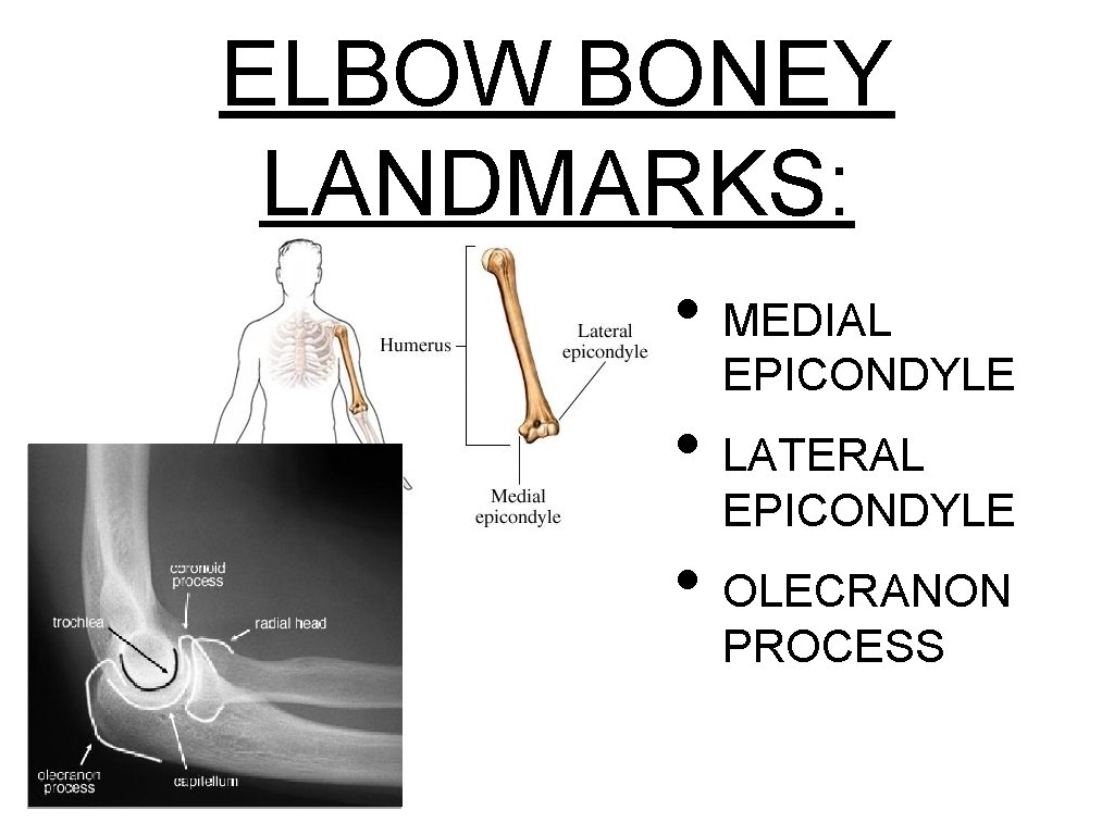 ELBOW BONEY LANDMARKS: • MEDIAL EPICONDYLE • LATERAL EPICONDYLE • OLECRANON PROCESS 