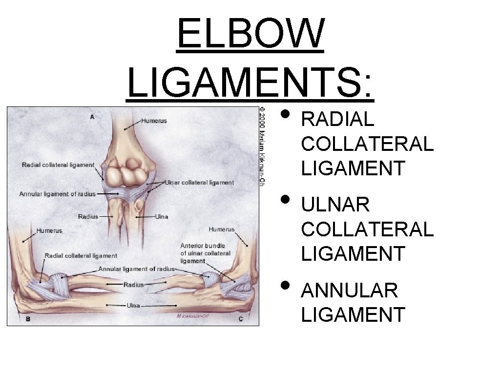 ELBOW LIGAMENTS: • RADIAL COLLATERAL LIGAMENT • ULNAR COLLATERAL LIGAMENT • ANNULAR LIGAMENT 