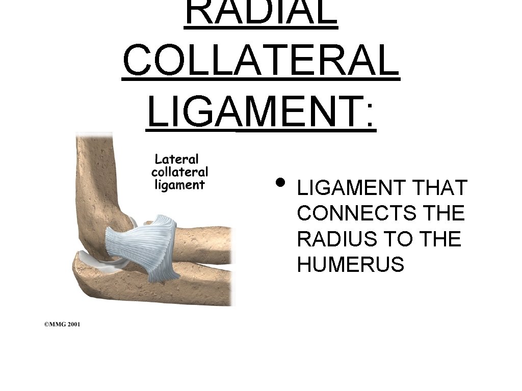 RADIAL COLLATERAL LIGAMENT: • LIGAMENT THAT CONNECTS THE RADIUS TO THE HUMERUS 