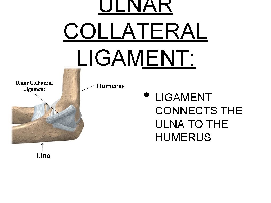 ULNAR COLLATERAL LIGAMENT: • LIGAMENT CONNECTS THE ULNA TO THE HUMERUS 