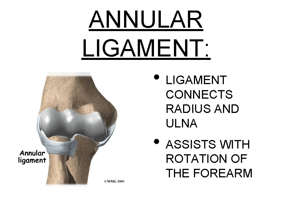 ANNULAR LIGAMENT: • LIGAMENT CONNECTS RADIUS AND ULNA • ASSISTS WITH ROTATION OF THE