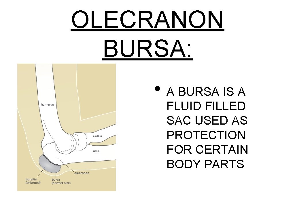 OLECRANON BURSA: • A BURSA IS A FLUID FILLED SAC USED AS PROTECTION FOR