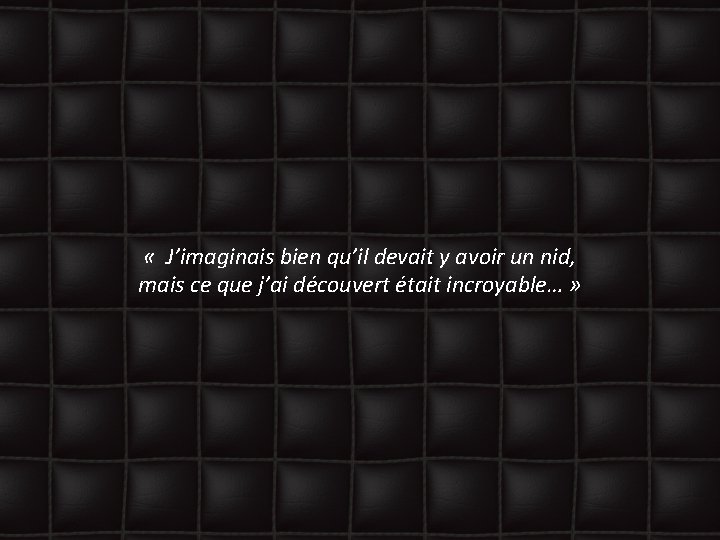  « J’imaginais bien qu’il devait y avoir un nid, mais ce que j’ai