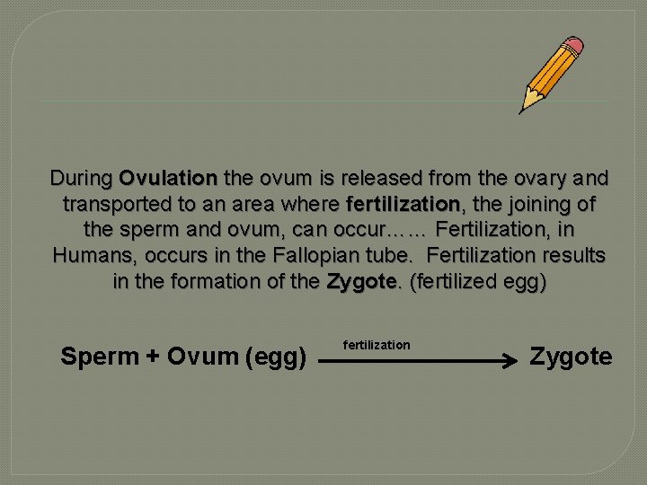 During Ovulation the ovum is released from the ovary and transported to an area