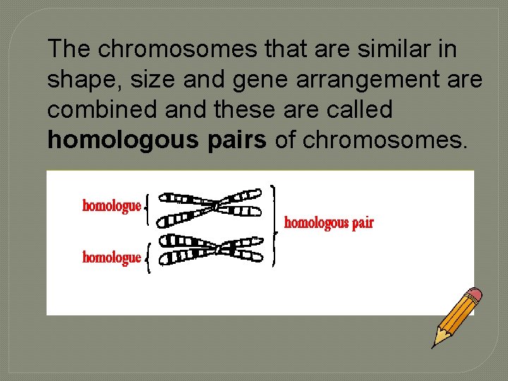 The chromosomes that are similar in shape, size and gene arrangement are combined and
